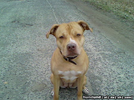 Amerikanischer Pit-Bullterrier