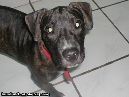 Amerikanischer Pit-Bullterrier Hunde Foto 3901 Amerikanischer Pit-Bullterrier
