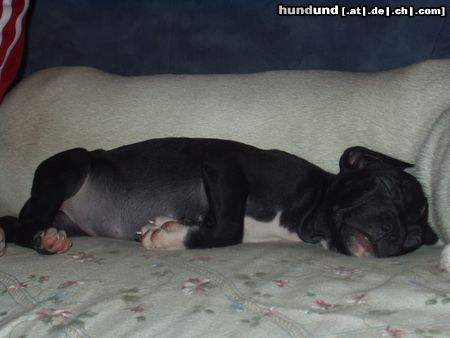 Amerikanischer Pit-Bullterrier Hunde Foto 9156 Amerikanischer Pit-Bullterrier unser