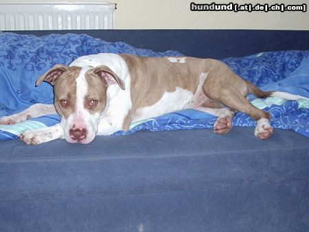 Amerikanischer Pit-Bullterrier Hunde Foto 20505 in höherer Auflösung ansehen Amerikanischer Pit-Bullterrier Velvet