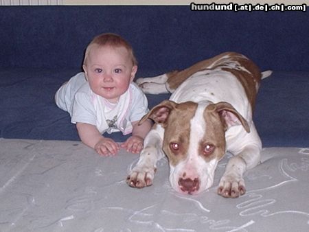 Amerikanischer Pit-Bullterrier Hunde Foto 20504 in höherer Auflösung ansehen Amerikanischer Pit-Bullterrier Velvet