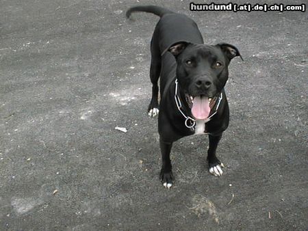 Amerikanischer Pit-Bullterrier Mein hund 