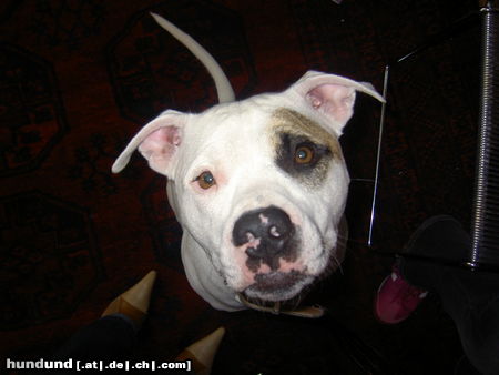 Amerikanischer Pit-Bullterrier Hunde Foto 25149 in höherer Auflösung ansehen Amerikanischer Pit-Bullterrier Ozzy
