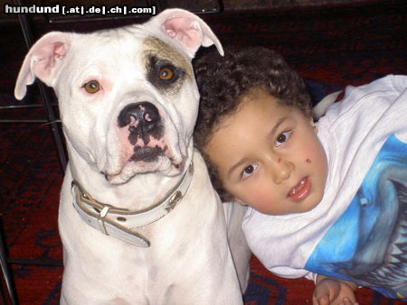 Amerikanischer Pit-Bullterrier Hunde Foto 25150 in höherer Auflösung ansehen Amerikanischer Pit-Bullterrier Shaka Zulu und Leandro