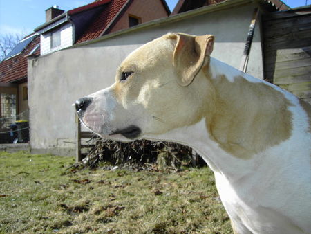 Amerikanischer Pit-Bullterrier Hunde Foto 30011 in höherer Auflösung ansehen Amerikanischer Pit-Bullterrier Bagira Sonnenkind