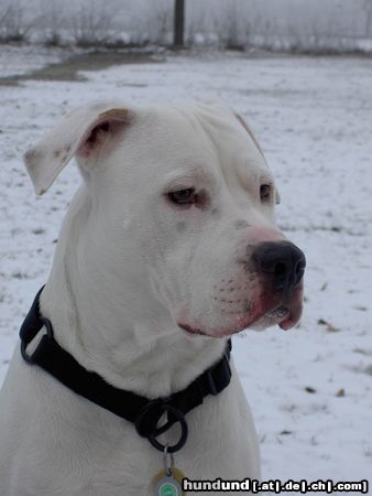 Amerikanischer Pit-Bullterrier Isaac