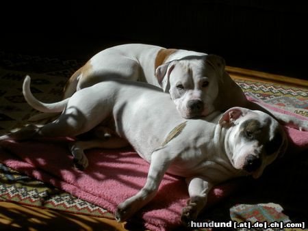 Amerikanischer Pit-Bullterrier Hunde Foto 10964 Amerikanischer Pit-Bullterrier The Brothaz
