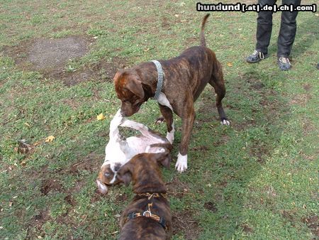 Amerikanischer Pit-Bullterrier Hunde Foto 7123 Amerikanischer Pit-Bullterrier Vater und Söhne