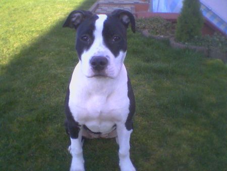 Amerikanischer Pit-Bullterrier Hunde Foto 38185 in höherer Auflösung ansehen Amerikanischer Pit-Bullterrier