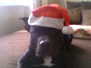 Amerikanischer Pit-Bullterrier Hunde Foto 27401 in höherer Auflösung ansehen Amerikanischer Pit-Bullterrier Frohe Weihnachten...........