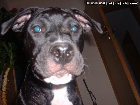 Amerikanischer Pit-Bullterrier Hunde Foto 6124 Amerikanischer Pit-Bullterrier Shira hat ne große Fresse ;o)