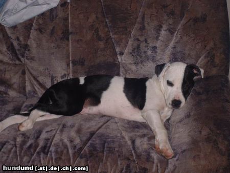 Amerikanischer Pit-Bullterrier Hunde Foto 6123 Amerikanischer Pit-Bullterrier Tequilla´s Sofa!!!