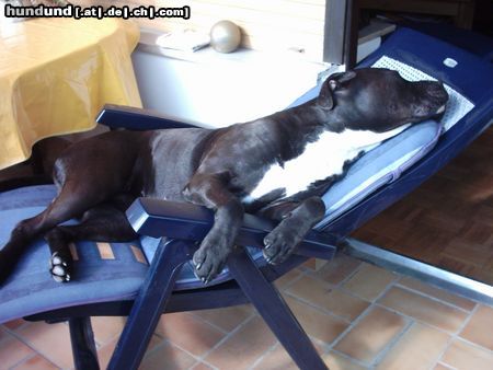 Amerikanischer Pit-Bullterrier Hunde Foto 10702 Amerikanischer Pit-Bullterrier Relax ;o)