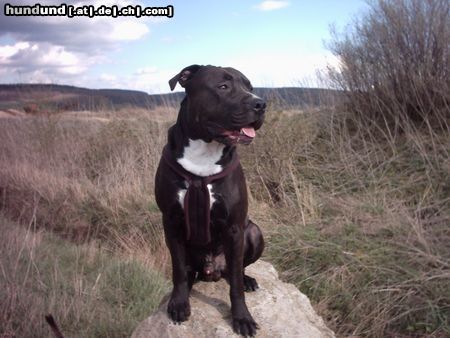 Amerikanischer Pit-Bullterrier Hunde Foto 10703 Amerikanischer Pit-Bullterrier Mein Sammy