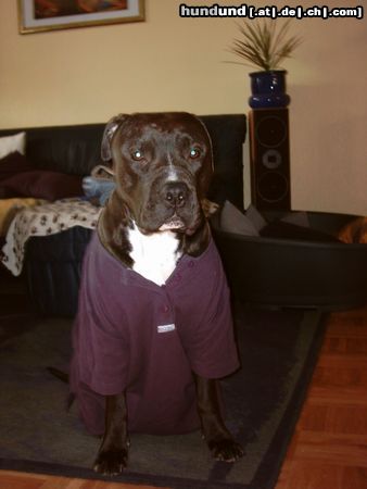 Amerikanischer Pit-Bullterrier Hunde Foto 10705 Amerikanischer Pit-Bullterrier Lacht net :(