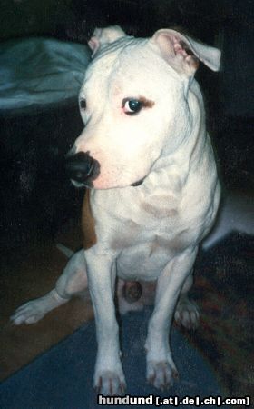 Amerikanischer Pit-Bullterrier Hunde Foto 4138 Amerikanischer Pit-Bullterrier ...ich weiß von nichts??!!