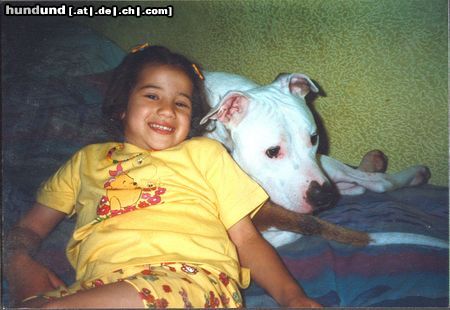 Amerikanischer Pit-Bullterrier Hunde Foto 4139 Amerikanischer Pit-Bullterrier Kampfschmuser...