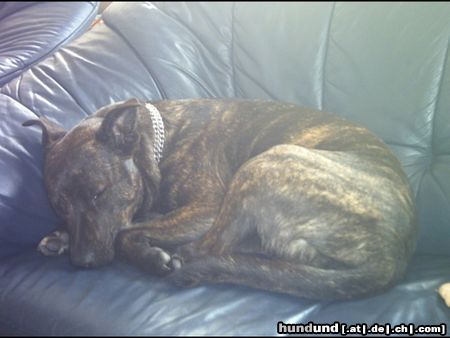 Amerikanischer Pit-Bullterrier Hunde Foto 22084 in höherer Auflösung ansehen Amerikanischer Pit-Bullterrier Sarah mit knapp 2 Jahren
