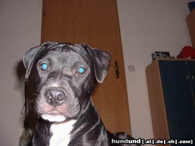 Amerikanischer Pit-Bullterrier Hunde Foto 6101 Amerikanischer Pit-Bullterrier Nochmal Shira im Alter von 4 1/2 Monaten