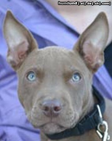 Amerikanischer Pit-Bullterrier Hunde Foto 7784 Amerikanischer Pit-Bullterrier