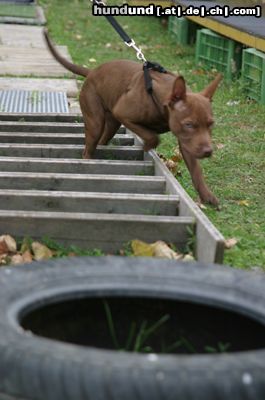 Amerikanischer Pit-Bullterrier Hunde Foto 7785 Amerikanischer Pit-Bullterrier