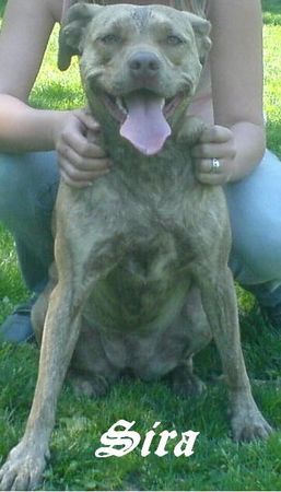 Amerikanischer Pit-Bullterrier Hunde Foto 37974 in höherer Auflösung ansehen Amerikanischer Pit-Bullterrier Sira