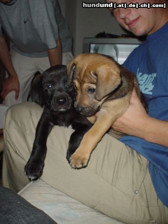 Amerikanischer Pit-Bullterrier Hunde Foto 20854 Amerikanischer Pit-Bullterrier Spike&Shiva