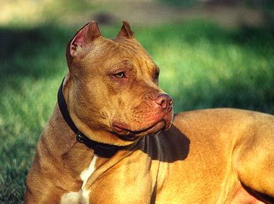 Amerikanischer Pit-Bullterrier Hunde Foto 1259 Amerikanischer Pit-Bullterrier