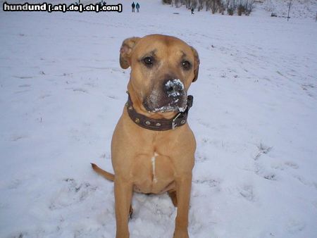 Amerikanischer Pit-Bullterrier Hunde Foto 26373 in höherer Auflösung ansehen Amerikanischer Pit-Bullterrier Das war unsere Stina