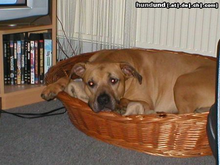 Amerikanischer Pit-Bullterrier Hunde Foto 26375 in höherer Auflösung ansehen Amerikanischer Pit-Bullterrier Das war unsere Stina