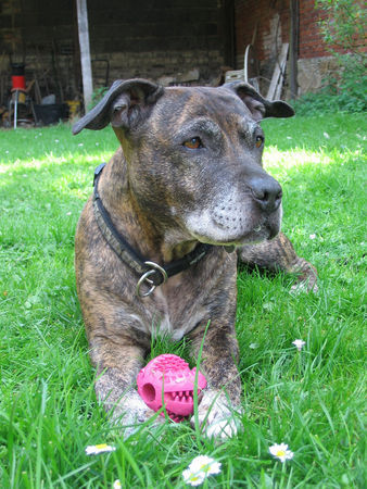 Amerikanischer Pit-Bullterrier Hunde Foto 37280 Amerikanischer Pit-Bullterrier Taiga