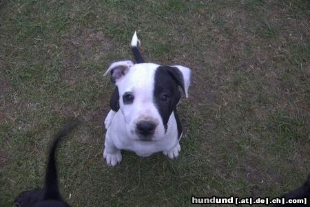 Amerikanischer Pit-Bullterrier Hunde Foto 6122 Amerikanischer Pit-Bullterrier Tequilla mit 8 Wochen