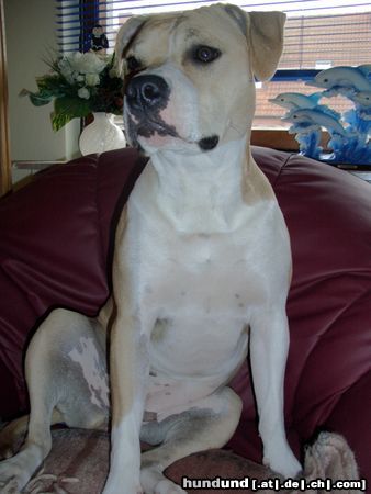 Amerikanischer Pit-Bullterrier Hunde Foto 21559 Amerikanischer Pit-Bullterrier Unsere Prinzessin Bagira