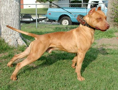 Amerikanischer Pit-Bullterrier Hunde Foto 1260 Amerikanischer Pit-Bullterrier