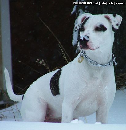Amerikanischer Pit-Bullterrier Hunde Foto 8009 Amerikanischer Pit-Bullterrier Nikita im Schnee