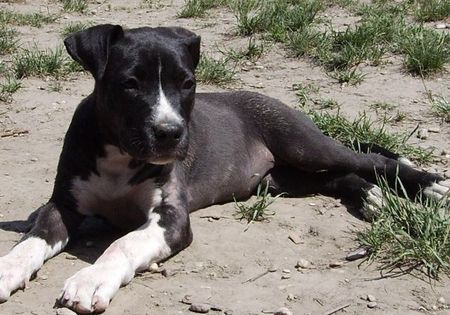 Amerikanischer Pit-Bullterrier Hunde Foto 32239 in höherer Auflösung ansehen Amerikanischer Pit-Bullterrier Nera 16 Wochen