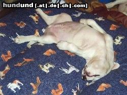 Amerikanischer Pit-Bullterrier Hunde Foto 16778 in höherer Auflösung ansehen Amerikanischer Pit-Bullterrier Schau ich nicht aus wie der Fuchhur???
