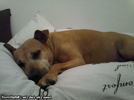 Amerikanischer Pit-Bullterrier Chilling