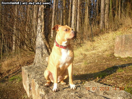 Amerikanischer Pit-Bullterrier meine hündin 