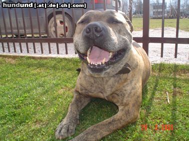 Amerikanischer Pit-Bullterrier Hunde Foto 21237 in höherer Auflösung ansehen Amerikanischer Pit-Bullterrier tom-bosnien