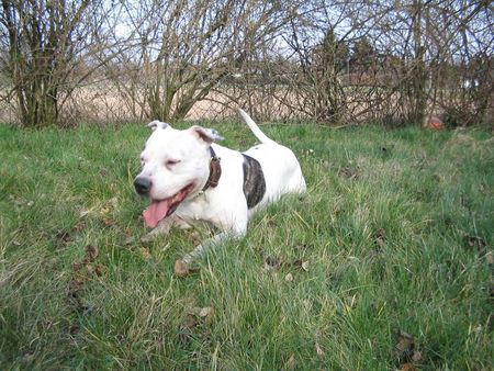 Amerikanischer Pit-Bullterrier Hunde Foto 32301 Amerikanischer Pit-Bullterrier Oskar