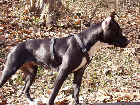 Amerikanischer Pit-Bullterrier Hunde Foto 30673 Amerikanischer Pit-Bullterrier stolze lilou !!!