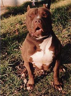 Amerikanischer Pit-Bullterrier Hunde Foto 35678 in höherer Auflösung ansehen Amerikanischer Pit-Bullterrier costello-carlito-gang