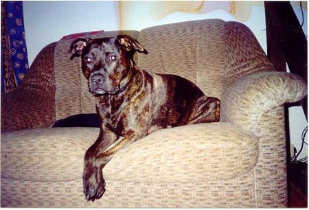 Amerikanischer Pit-Bullterrier Hunde Foto 1820 Amerikanischer Pit-Bullterrier Mein süßer Kampfschmuser