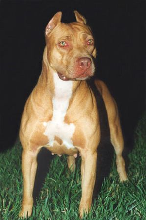 Amerikanischer Pit-Bullterrier Hunde Foto 1269 Amerikanischer Pit-Bullterrier Pitbull