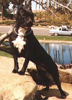 Amerikanischer Pit-Bullterrier Hunde Foto 1251 Amerikanischer Pit-Bullterrier Pitbull