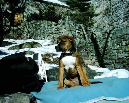 Amerikanischer Pit-Bullterrier Hunde Foto 30086 Amerikanischer Pit-Bullterrier herrlich diese sonne, und das im januar!