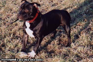 Amerikanischer Pit-Bullterrier Hunde Foto 20166 in höherer Auflösung ansehen Amerikanischer Pit-Bullterrier
