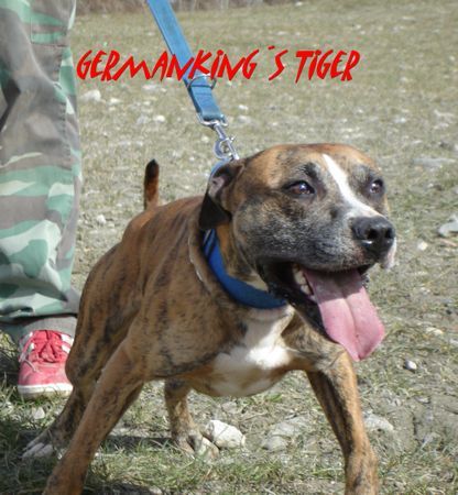 Amerikanischer Pit-Bullterrier Hunde Foto 30413 Amerikanischer Pit-Bullterrier Germanking´s Tiger