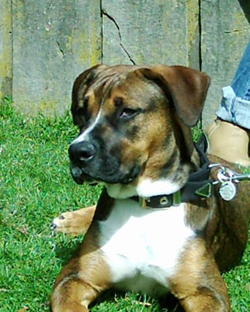 Amerikanischer Pit-Bullterrier Hunde Foto 30726 Amerikanischer Pit-Bullterrier interesante männer da!!